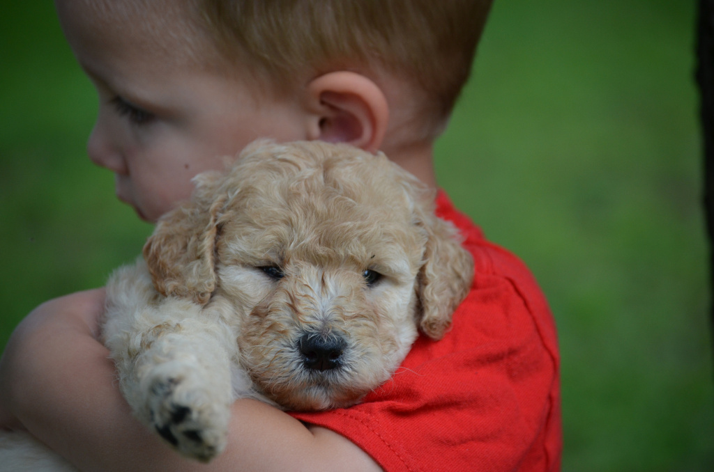Small boy holding a Crockett Doodle puppy