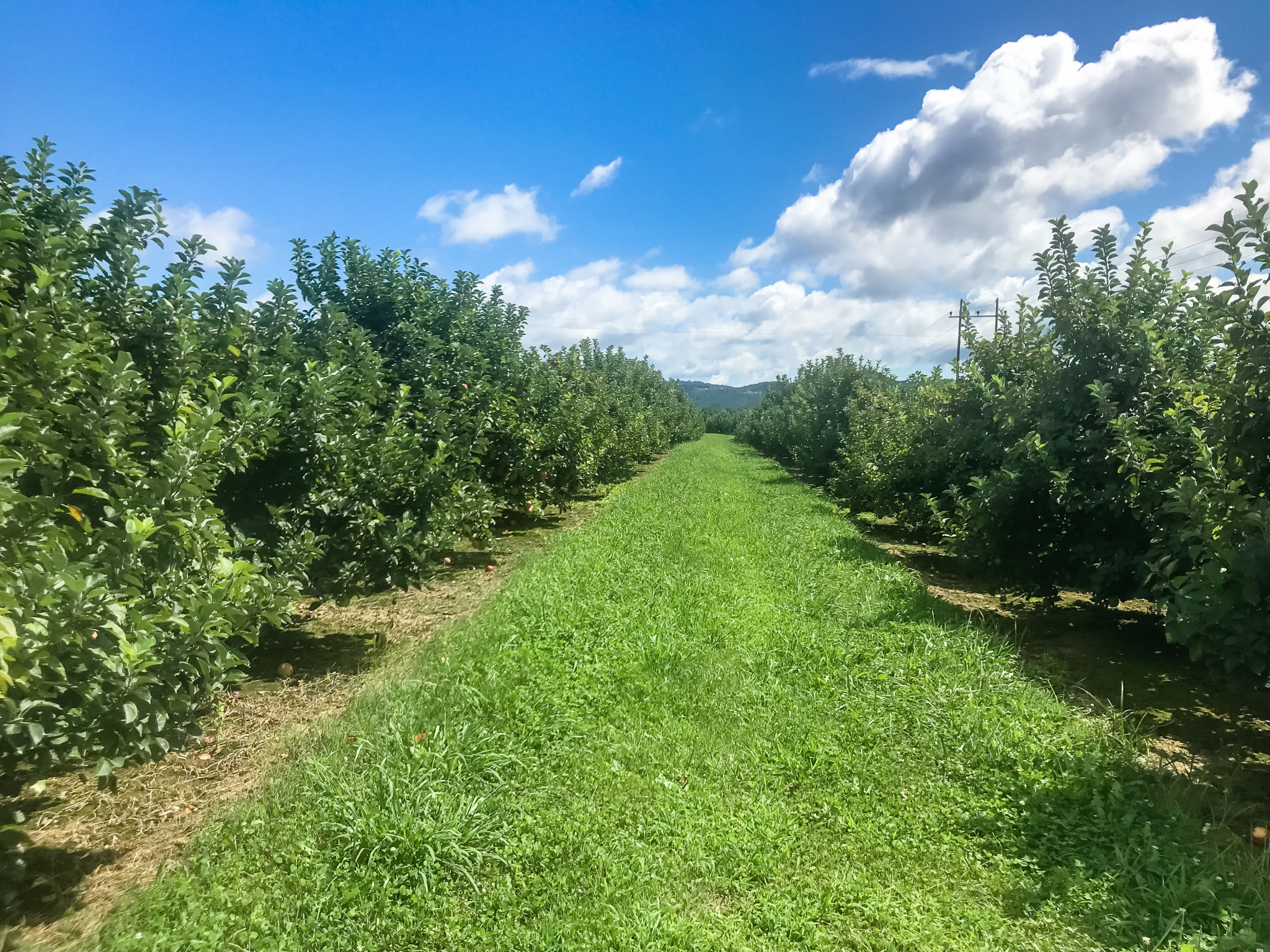 Around Greenville: You-Pick Apple Orchards - BJUtoday