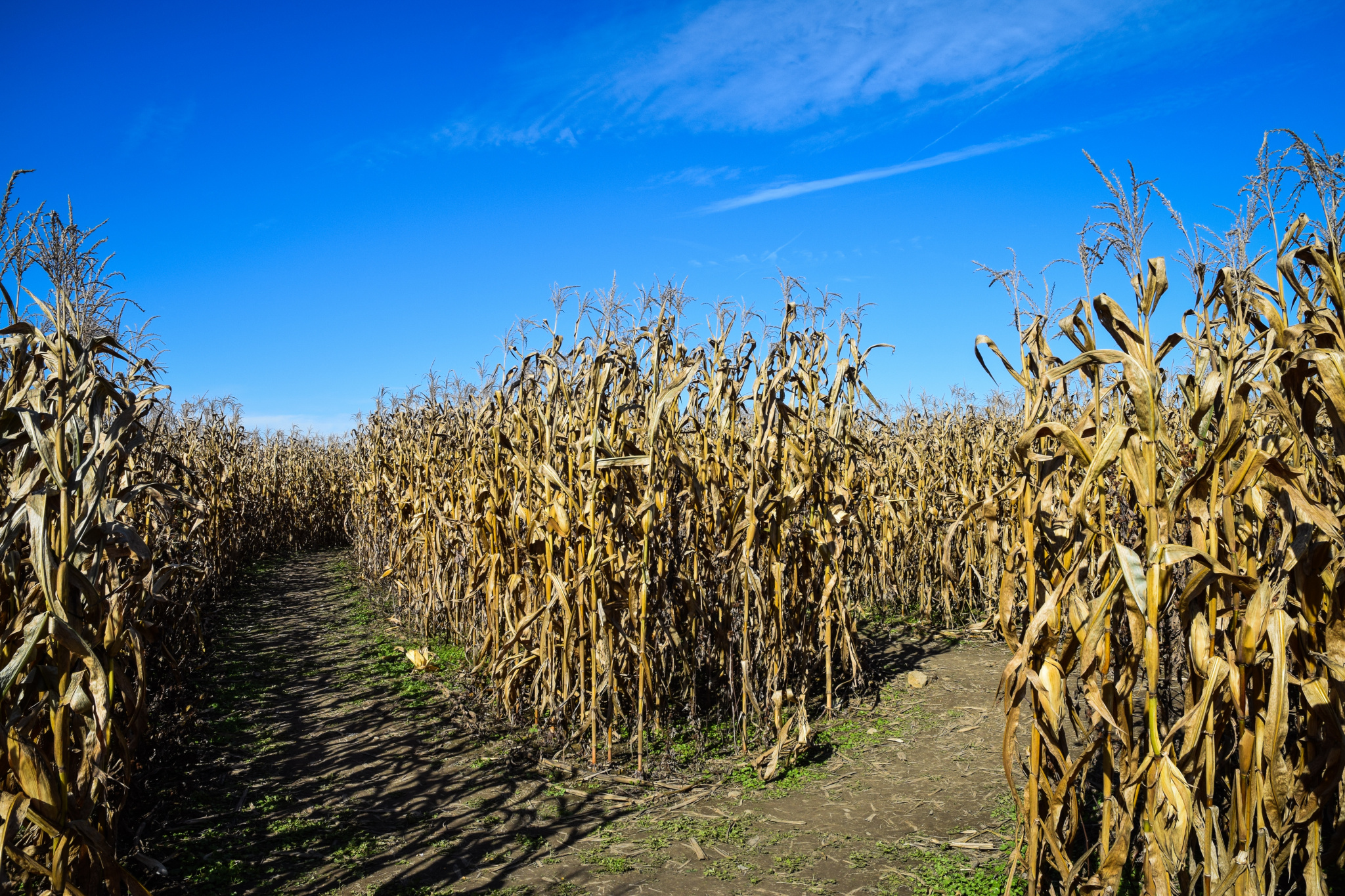 Around Greenville: Get Lost in Upstate Corn Mazes - BJUtoday