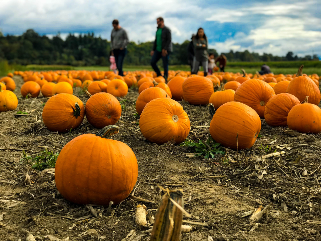 People in pumpkin patch
