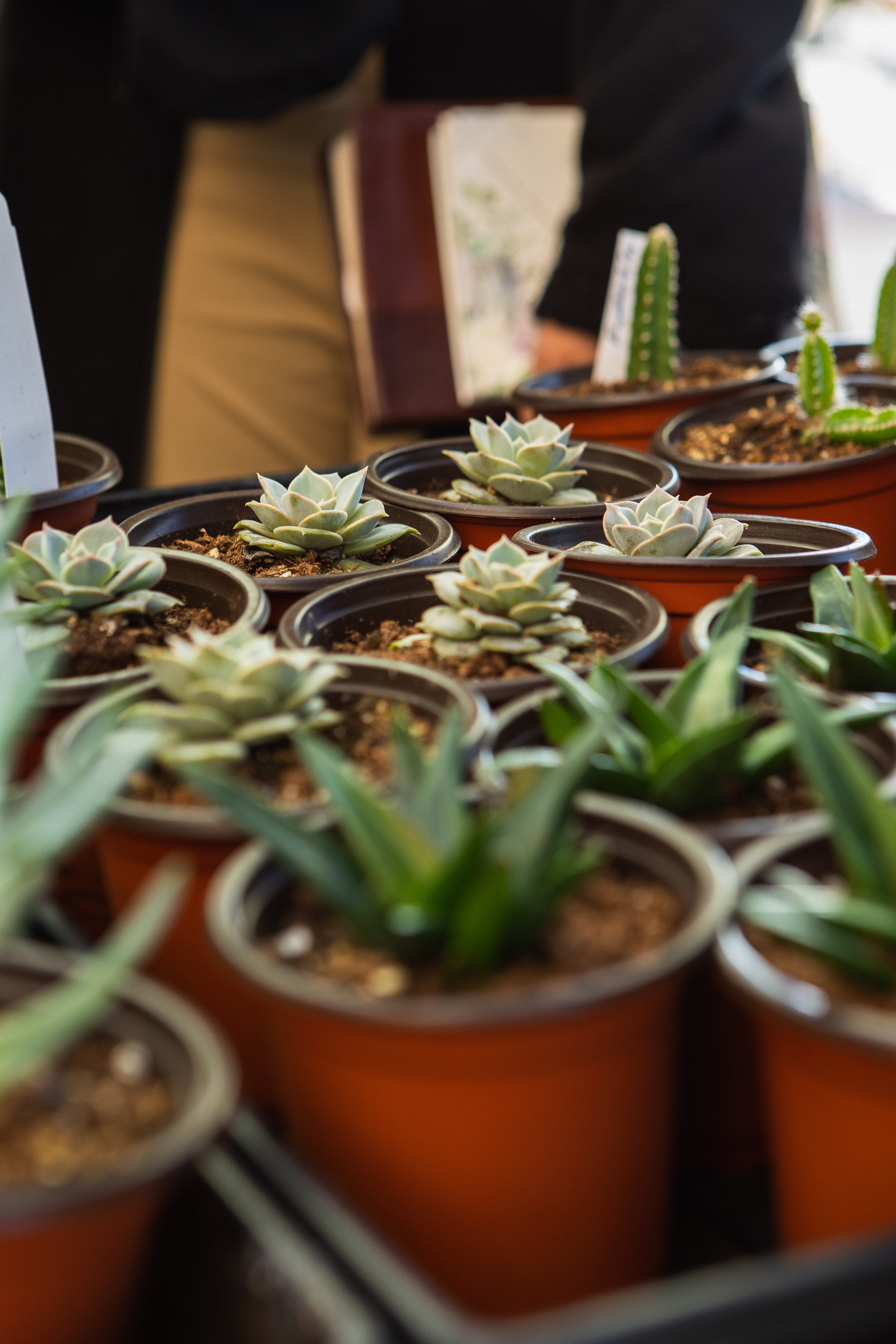 The Collegiate Biology Association hosted its annual succulent sale outside the Den (Photo by Bradley Allweil)